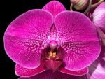 Double Spikes Phalaenopsis Lianher Red Apple (4" Pot)