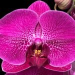 Double Spikes Phalaenopsis Lianher Red Apple (4" Pot)