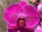 Double Spikes Phalaenopsis Lianher Red Apple (4" Pot) - Image 4