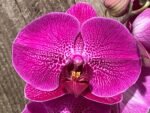 Double Spikes Phalaenopsis Lianher Red Apple (4" Pot) - Image 3