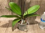 Double Spikes Phalaenopsis Lianher Red Apple (4" Pot) - Image 8