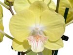 Double Spikes Phalaenopsis Yellow Butterfly Big Lip (3” pot) - Image 2
