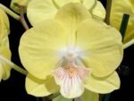 Double Spikes Phalaenopsis Yellow Butterfly Big Lip (3” pot)