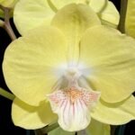 Double Spikes Phalaenopsis Yellow Butterfly Big Lip (3” pot)
