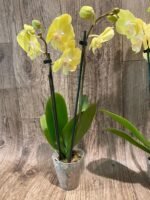 Double Spikes Phalaenopsis Yellow Butterfly Big Lip (3” pot) - Image 8