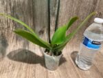Double Spikes Phalaenopsis Yellow Butterfly Big Lip (3” pot) - Image 11