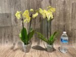 Double Spikes Phalaenopsis Yellow Butterfly Big Lip (3” pot) - Image 6