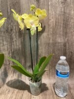 Double Spikes Phalaenopsis Yellow Butterfly Big Lip (3” pot) - Image 9
