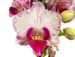 Double Spikes Phalaenopsis Younghome Pure Ballet (3” pot) - Image 2