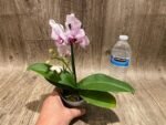 Double Spikes Phalaenopsis Younghome Pure Ballet (3” pot) - Image 9