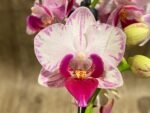 Double Spikes Phalaenopsis Younghome Pure Ballet (3” pot) - Image 4