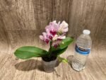 Double Spikes Phalaenopsis Younghome Pure Ballet (3” pot) - Image 8