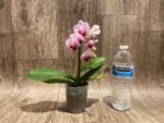 Double Spikes Phalaenopsis Younghome Pure Ballet (3” pot) - Image 7