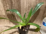Paphiopedilum  philipinense (‘Tokyo Dark’ x ‘Taiwan Twister’) (3.5” pot) - Image 2