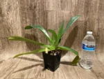 Paphiopedilum  philipinense (‘Tokyo Dark’ x ‘Taiwan Twister’) (3.5” pot) - Image 3