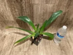 Paphiopedilum  philipinense (‘Tokyo Dark’ x ‘Taiwan Twister’) (3.5” pot) - Image 4
