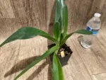 Paphiopedilum  philipinense (‘Tokyo Dark’ x ‘Taiwan Twister’) (3.5” pot) - Image 5