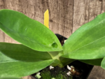 Bud Initiate Paph. Pinocchio x sib Sequential Bloom (3.5” pot) - Image 5
