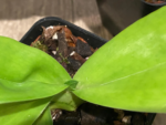 Bud Initiate Paph. Pinocchio x sib Sequential Bloom (3.5” pot) - Image 6