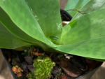Bud Initiate Paph. Pinocchio x sib Sequential Bloom (3.5” pot) - Image 7