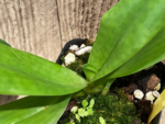 Bud Initiate Paph. Pinocchio x sib Sequential Bloom (3.5” pot) - Image 8