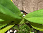 Bud Initiate Paph. Pinocchio x sib Sequential Bloom (3.5” pot) - Image 9