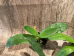 Bud Initiate Paph. Pinocchio x sib Sequential Bloom (3.5” pot) - Image 10