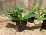 Bud Initiate Paph. Pinocchio x sib Sequential Bloom (3.5” pot) - Image 11