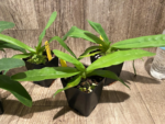 Bud Initiate Paph. Pinocchio x sib Sequential Bloom (3.5” pot) - Image 12