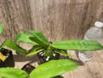 Bud Initiate Paph. Pinocchio x sib Sequential Bloom (3.5” pot) - Image 13