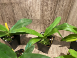 Bud Initiate Paph. Pinocchio x sib Sequential Bloom (3.5” pot) - Image 14