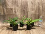 Bud Initiate Paph. Pinocchio x sib Sequential Bloom (3.5” pot) - Image 16