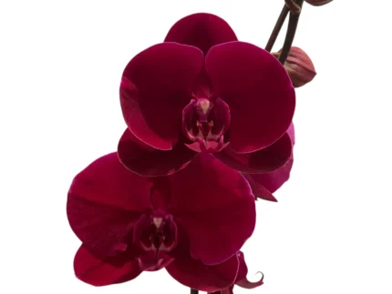 Phalaenopsis OX Black Face