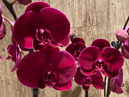 Phalaenopsis OX Black Face