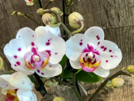 Phalaenopsis Happy Mark x Phalaenopsis Amabilis