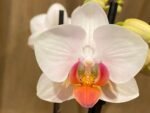 In Spike Phalaenopsis I-Hsin Herman (3.5" pot) - Image 2