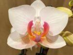 In Spike Phalaenopsis I-Hsin Herman (3.5" pot) - Image 3