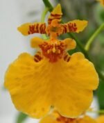 Double Spikes Oncidesa Gower Ramsey ‘Orange’ (3.5” Pot)