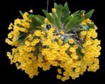 Fragrant - Dendrobium aggregatum (syn. lindleyi) (3.5” pot)