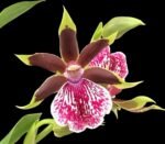 Double Spikes Zygopelum (Galeopetalum) Arlene Armour ‘Conching’ (3” Pot)