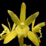 In Spike Cymbidium Golden Elf 'Sundust HCC/AOS (3.5” Pot)