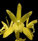 In Spike Cymbidium Golden Elf 'Sundust HCC/AOS (3.5” Pot)