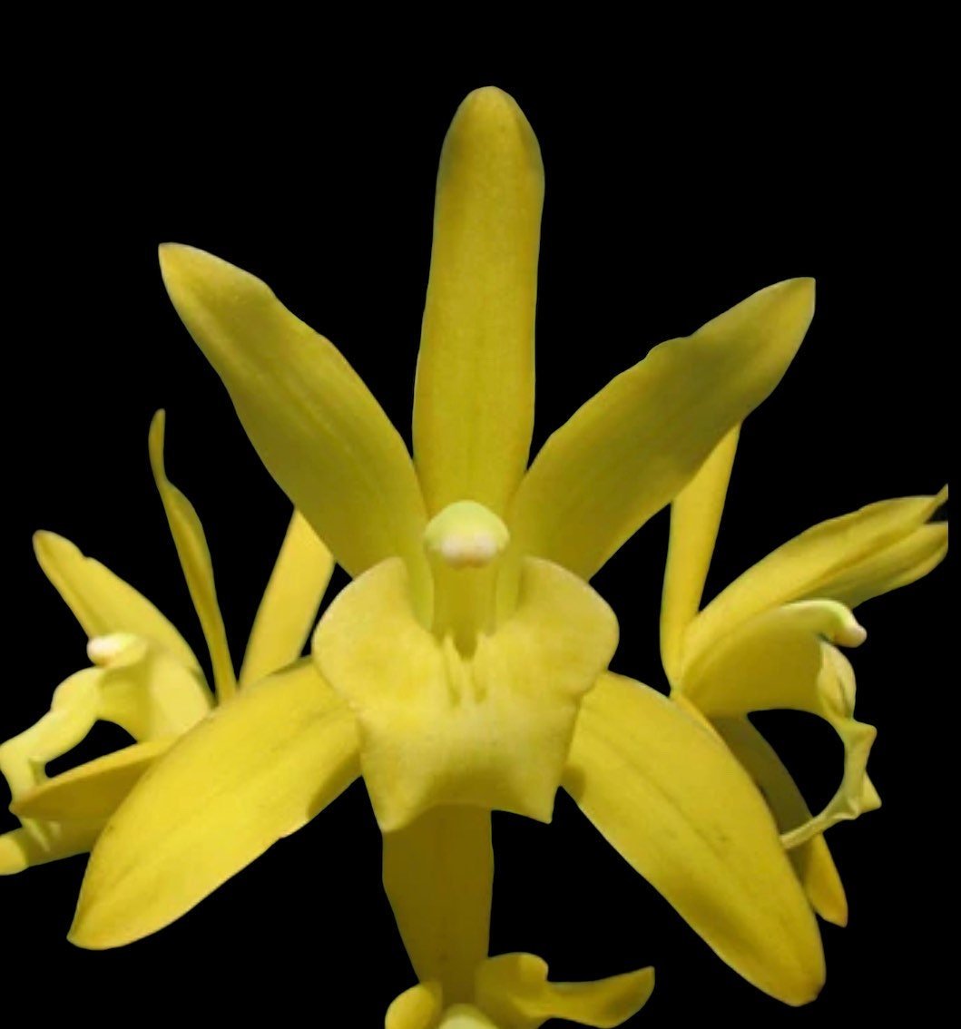 il_fullxfull.4544741274_85ne.jpg In Spike Cymbidium Golden Elf 'Sundust HCC/AOS (3.5” Pot) - Image 1