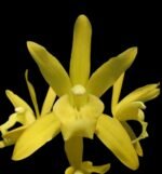 Cymbidium Golden Elf 'Sundust HCC/AOS Compact Pot (3.5” Pot)