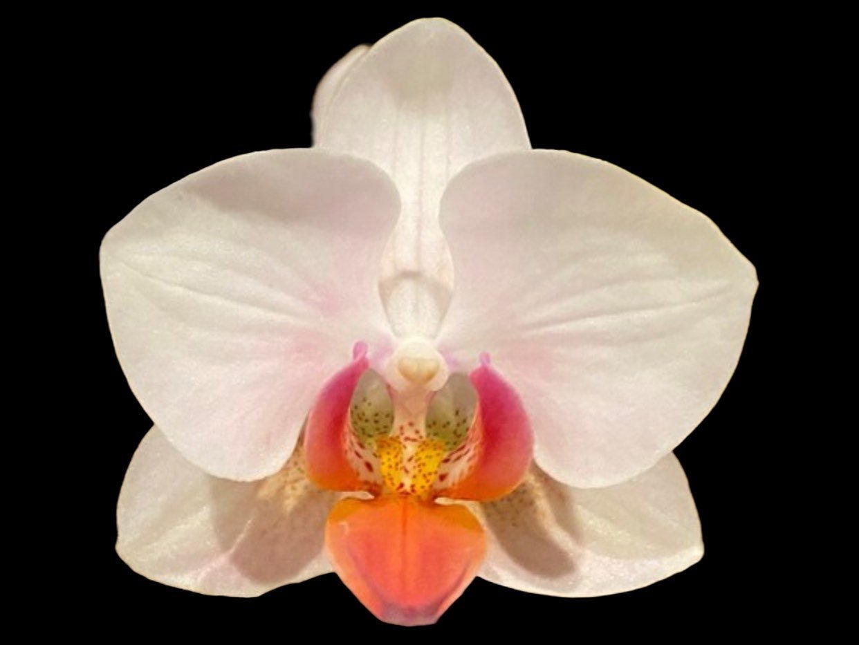 il_fullxfull.4594260123_tkey.jpg In Spike Phalaenopsis I-Hsin Herman (3.5" pot) - Image 1