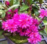 Dendrobium Hibiki (bracteosum x laevifolium) (2” pot)