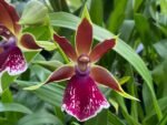 Double Spikes Zygopelum (Galeopetalum) Arlene Armour ‘Conching’ (3” Pot) - Image 2