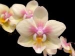 Fragrant Double Spikes Phalaenopsis Long Pride Leah 2335 (3" pot)