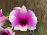 Dendrobium Yaya (3.5” pot) - Image 2