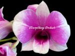 Dendrobium Yaya (3.5” pot)